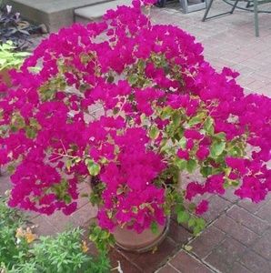 Meet your Posher, Denise